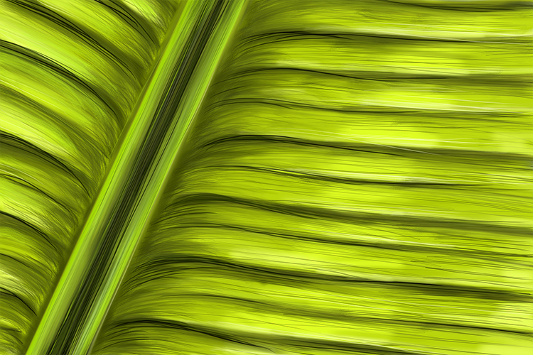 An image showing a monocot plant also has horizontal veins in its leaves
